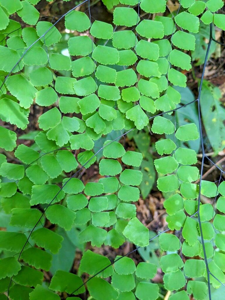 Close-up of a tropical plant with skinny black branches and green rectangular leaves along the Boquerones Hike trail, Bajo Caliente, Puntarenas.