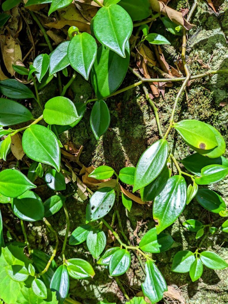 Macro view of green leaves of a tropical plant covering a rock along the Boquerones Hike trail, Bajo Caliente, Puntarenas.