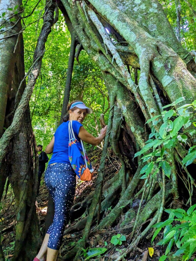 Hiker passing through a large Ficus tree opening on the Boquerones Hike in Bajo Caliente, Puntarenas, Costa Rica.