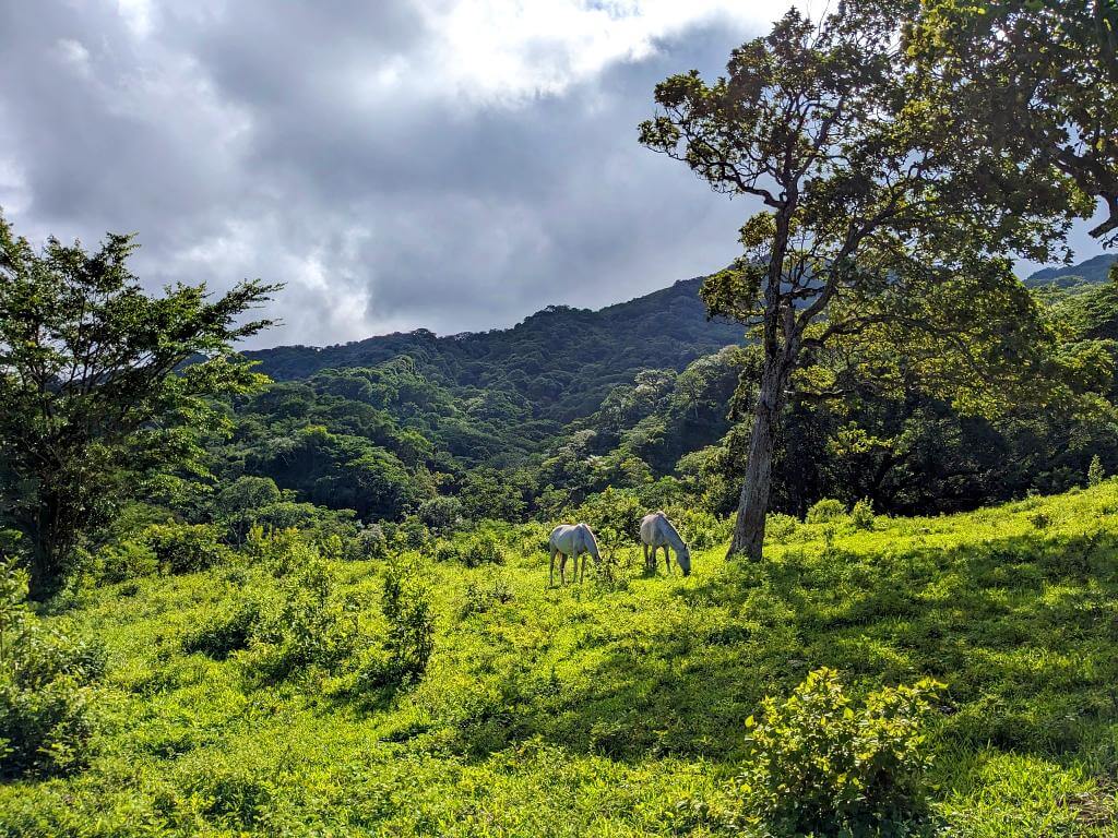 Two horses grazing beside a tall tree with a backdrop of green, forest-covered mountains and overcast skies at Boquerones Hike, Bajo Caliente, Puntarenas.