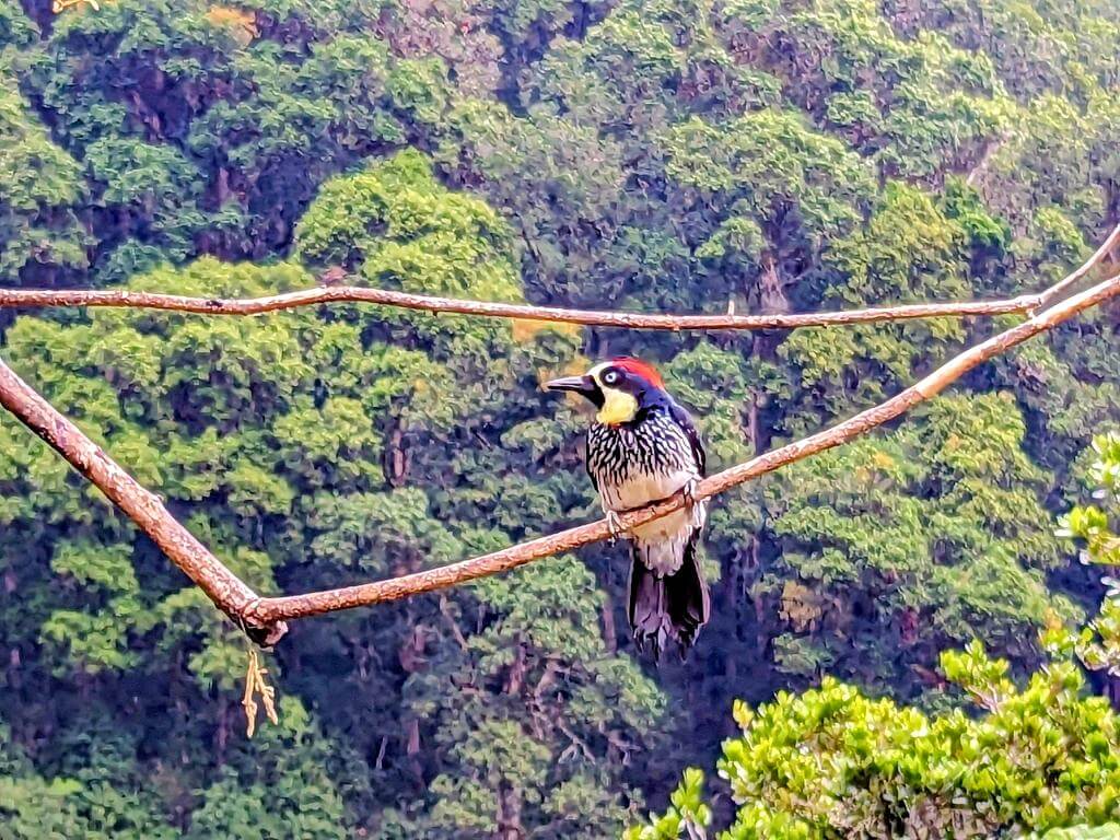 Acorn Woodpecker (Melanerpes formicivorus) perched on a skinny brown branch in San Gerardo de Dota.