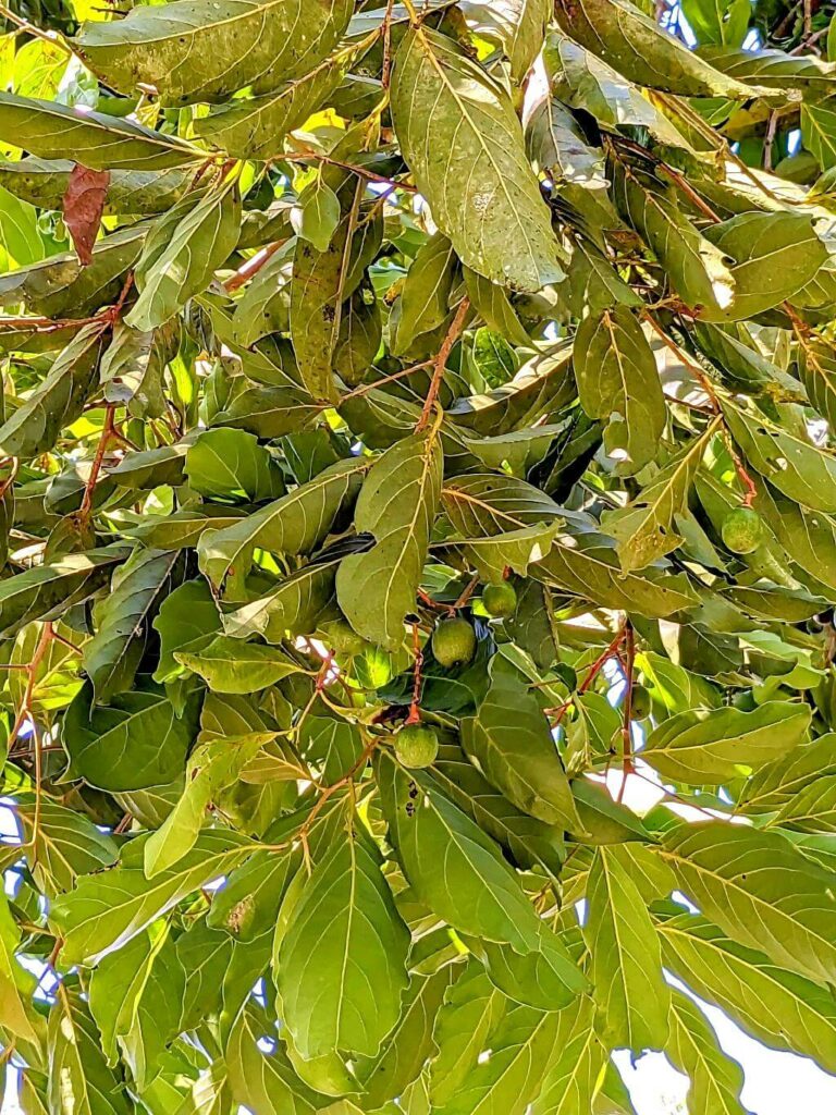 Close-up of the branches, leaves, and fruits of the Aguatillo Tree, favored by Quetzals, in San Gerardo de Dota.