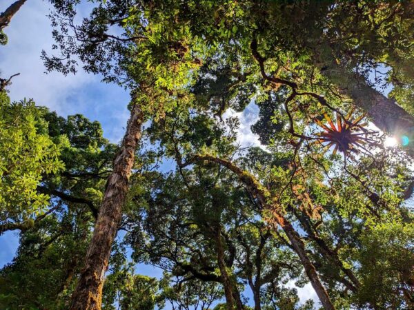 Blue sky peeking through the canopy of the cloud forest in San Gerardo de Dota.