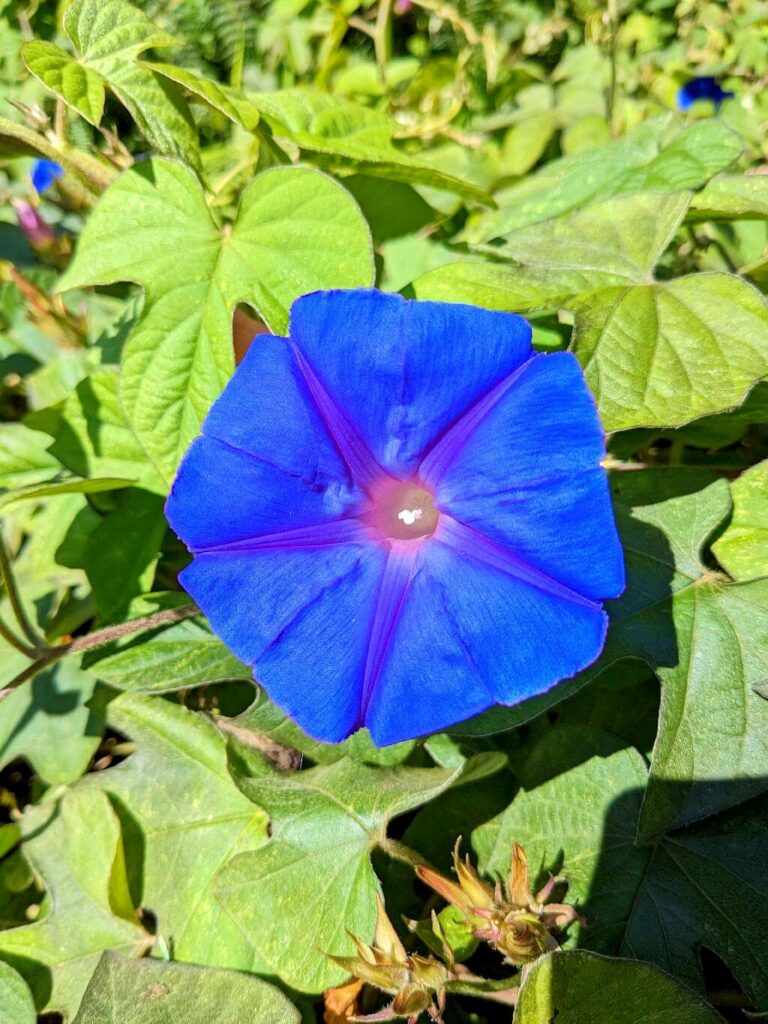 Ipomoea purpurea, commonly known as Morning Glory or Campanilla Morada, blooming in San Gerardo de Dota.