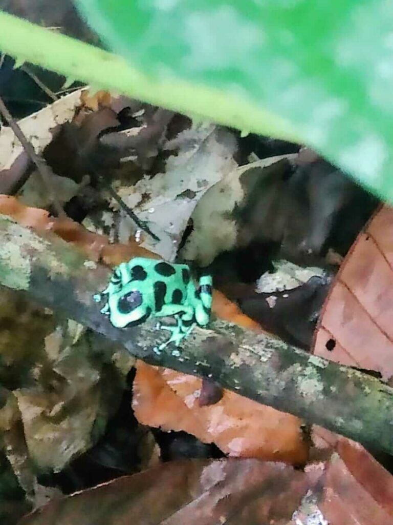 Dendrobates auratus dart frog resting on a branch in Cahuita National Park.