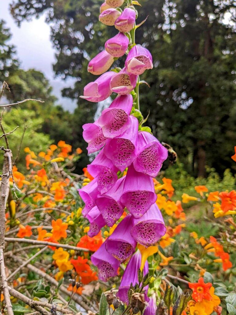 Digitalis purpurea (foxglove) blooming in a garden in San Gerardo de Dota, Costa Rica.