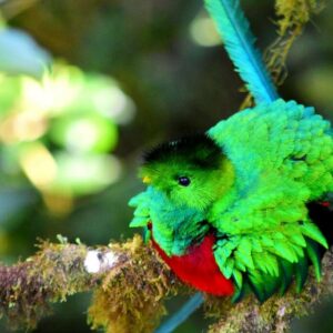 Male Resplendent Quetzal (Pharomachrus mocinno) with vibrant green, red, and black plumage, perched on a mossy branch in San Gerardo de Dota's Cloud Forest.