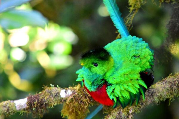 Male Resplendent Quetzal (Pharomachrus mocinno) with vibrant green, red, and black plumage, perched on a mossy branch in San Gerardo de Dota's Cloud Forest.