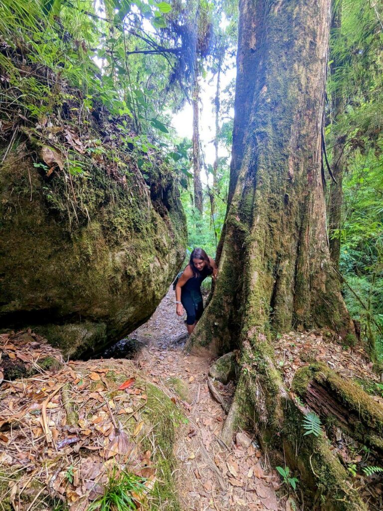 Hiker navigating between a large rock and tall tree on a trail amidst the lush cloud forest of San Gerardo de Dota, Costa Rica.