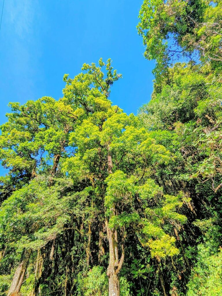 Verdant forest view from the main road in San Gerardo de Dota, home to numerous endemic animal and plant species.