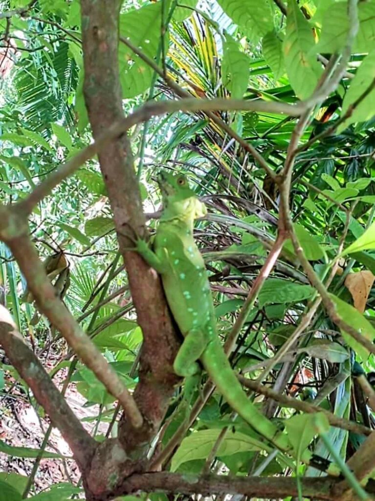 Green iguana with white spots and black-ringed tail, feasting on a caught insect, perched on a branch in Cahuita National Park.