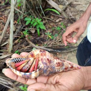 Large hermit crab showcased in a tour guide's hand at Cahuita National Park.