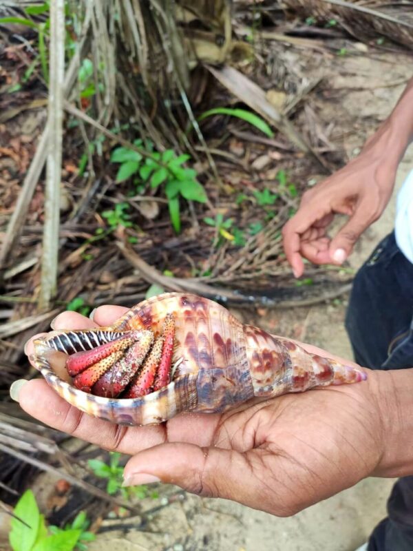 Large hermit crab showcased in a tour guide's hand at Cahuita National Park.