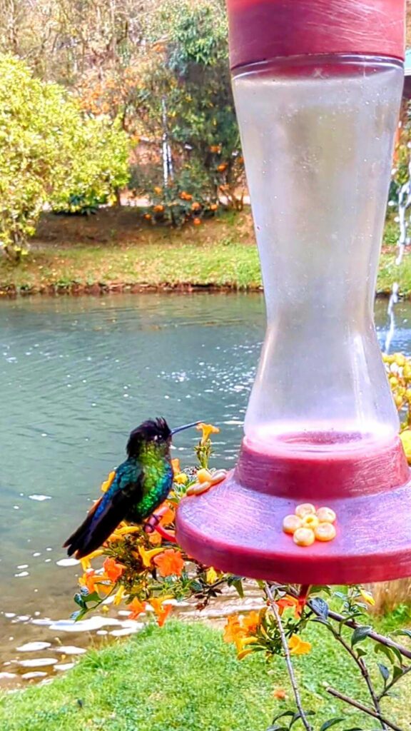 Hummingbird perched on a red feeder with a blue lagoon and gardens in the backdrop, in San Gerardo de Dota, Costa Rica.