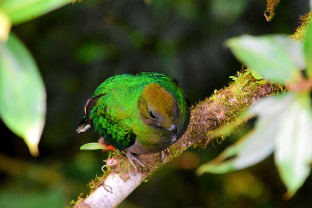 Female Resplendent Quetzal (Pharomachrus mocinno) perched on a branch in the Cloud Forest of San Gerardo de Dota.