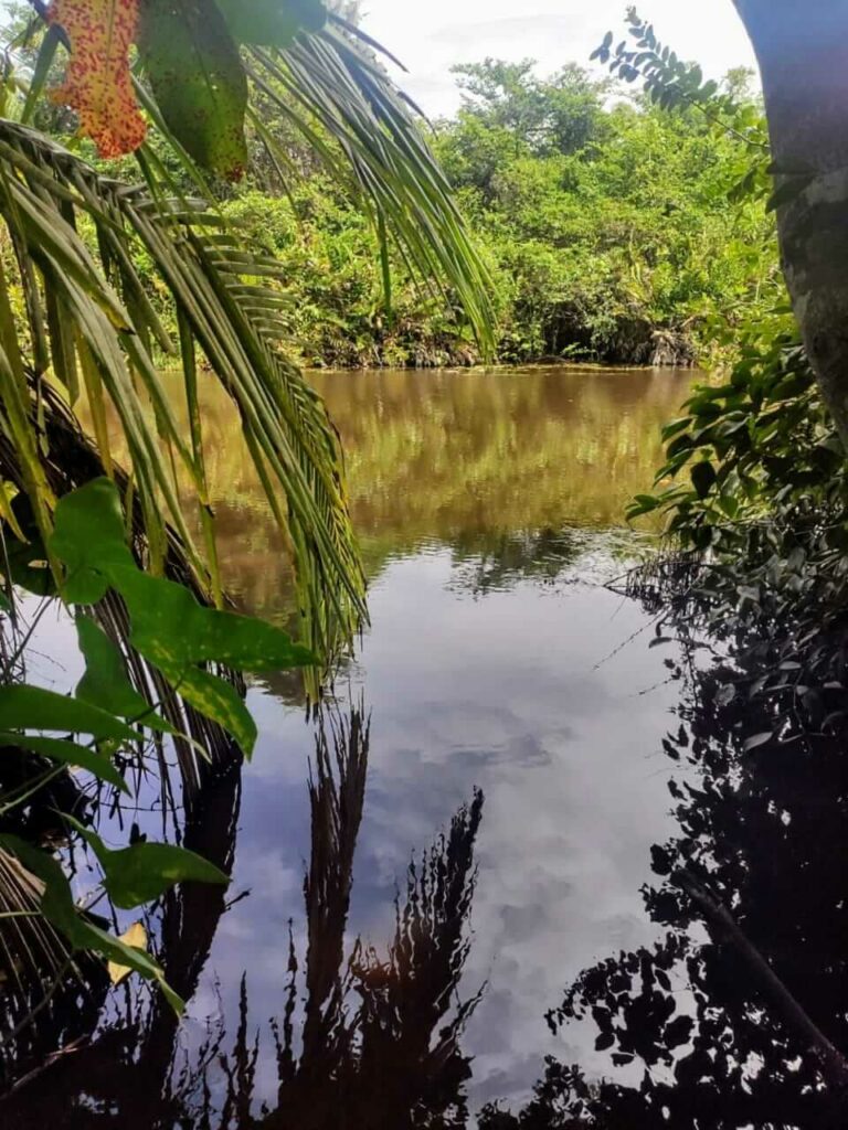 Palm tree reflections in the shallow waters of Suarez River, surrounded by mangroves and diverse vegetation in Cahuita National Park.