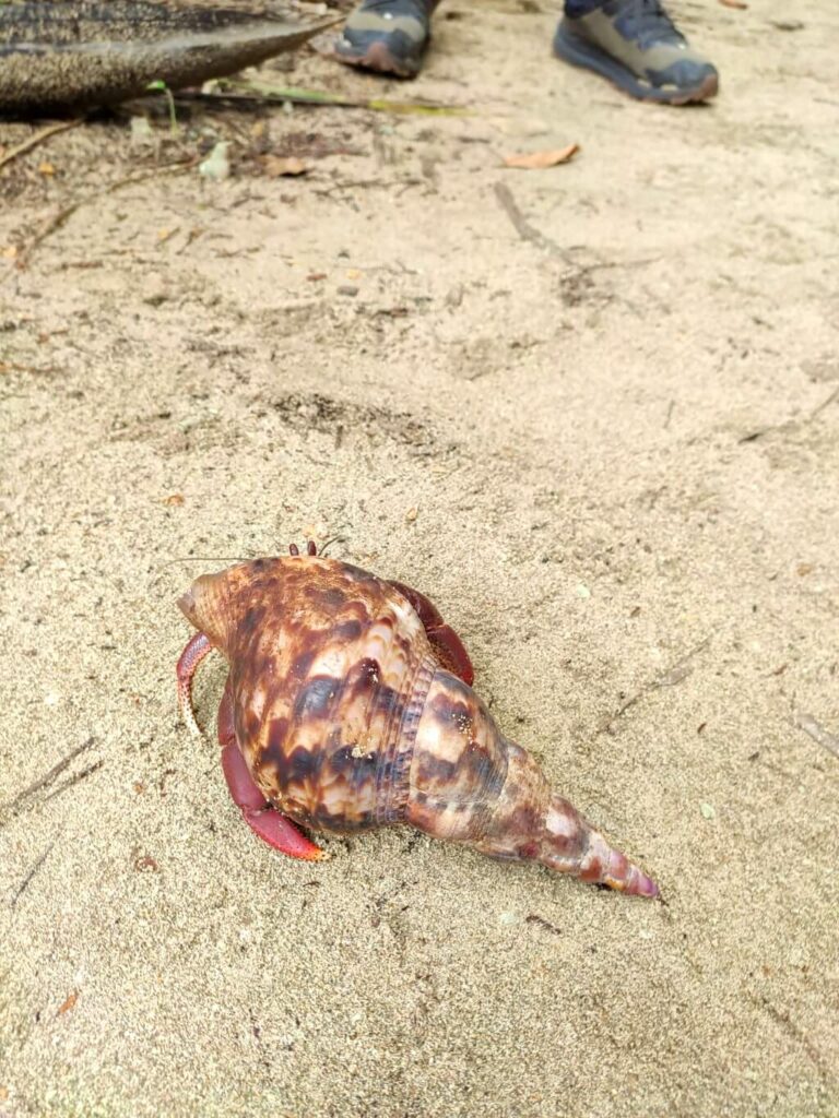 Large hermit crab navigating the sandy trails of Cahuita National Park.