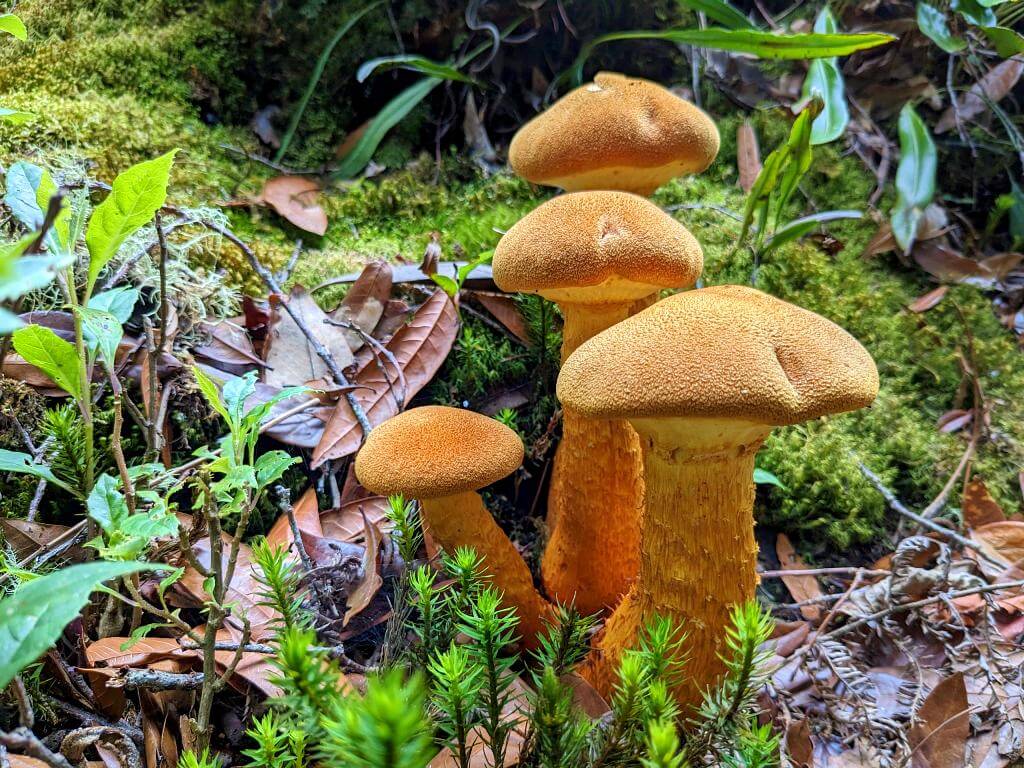 Yellowish mushrooms sprouting among fallen leaves and branches in the cloud forest's soil.