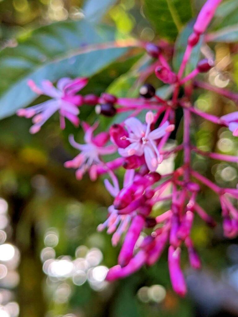 Vibrant purple flowers found in the area of the San Gerardo de Dota region.