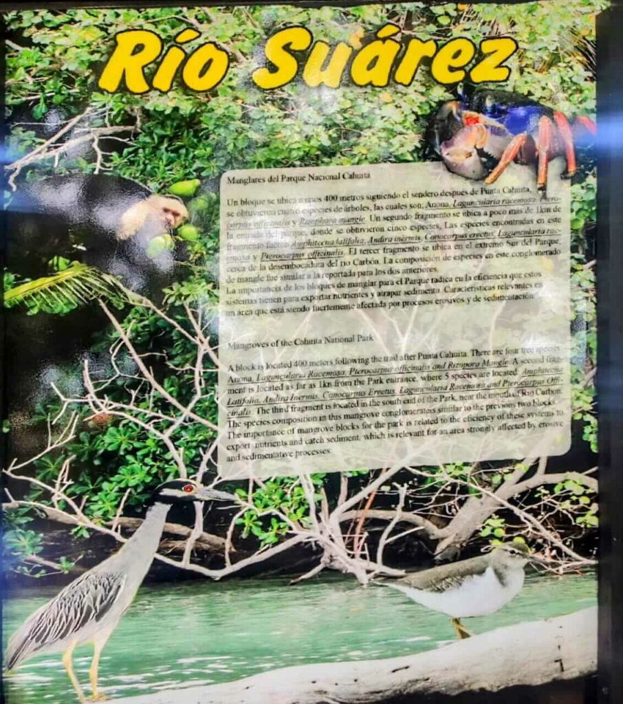 Sign in Cahuita National Park detailing Suarez River's mangrove ecosystem, highlighting creatures like white-faced monkeys, crabs, and various birds.