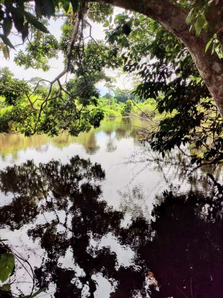 Riverbank forest of Suarez River casting shadows on the water, illustrating the expansive habitats in Cahuita National Park.