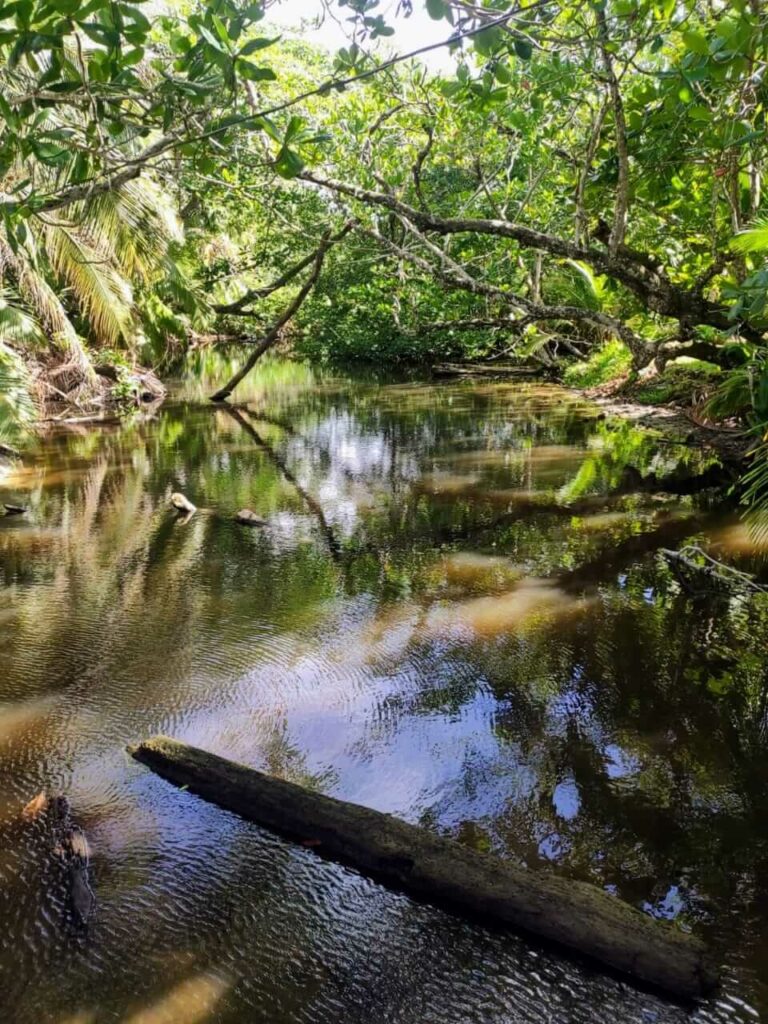 Mangroves and palm trees lining a shallow river in Cahuita National Park, highlighting a thriving freshwater ecosystem.