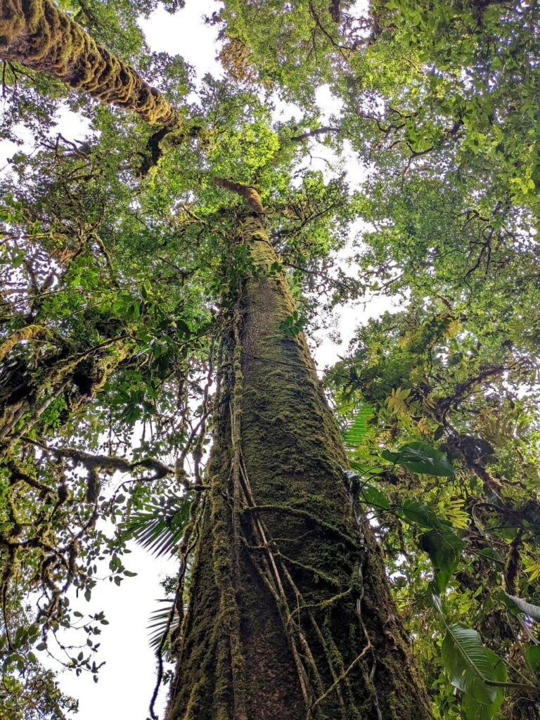 Towering mossy tree amidst a canopy-rich forest, surrounded by dense vegetation and habitat for various flora and fauna.