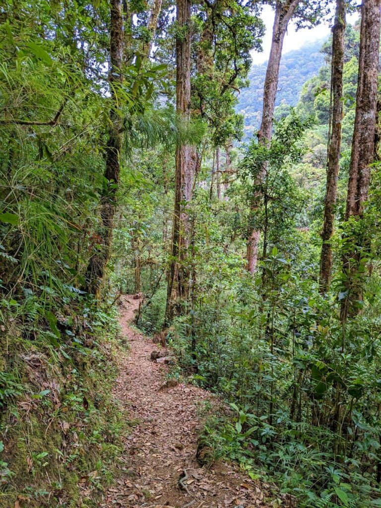 Dirt trail meandering through the tall trees of the cloud forest in the Talamanca mountains of San Gerardo de Dota.