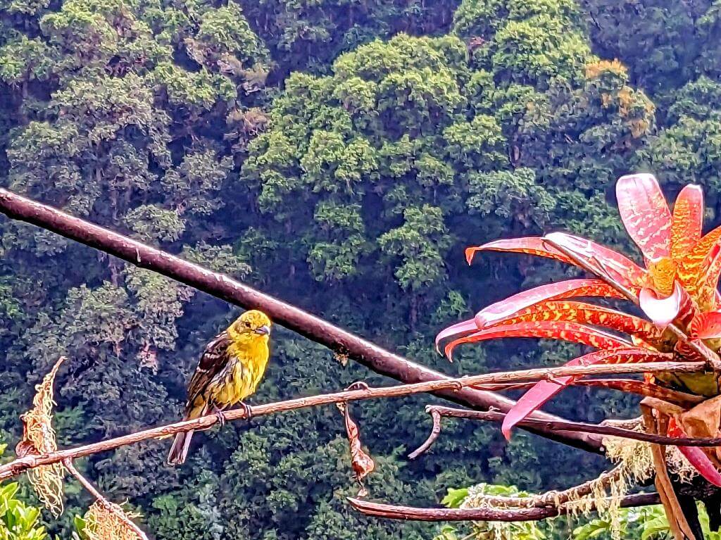 Yellow bird Emberiza citrinella perched on a branch with the cloudforest in the background.