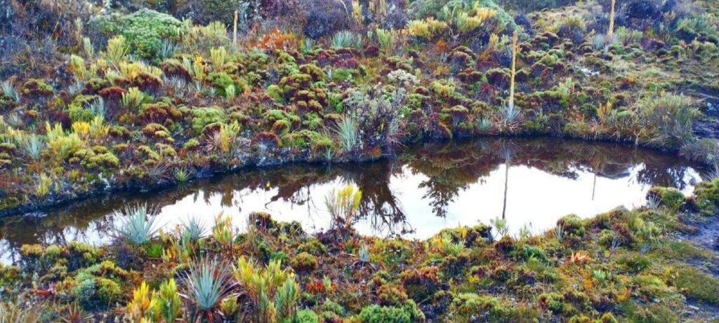 Explore the unique ecosystem of the Mire or Turberas of Cerro Ena, where organic matter undergoes anaerobic decomposition, forming valuable peat-rich soil. This area, crucial for carbon storage and biodiversity, faces threats from human activities and requires protection for its ecological significance.