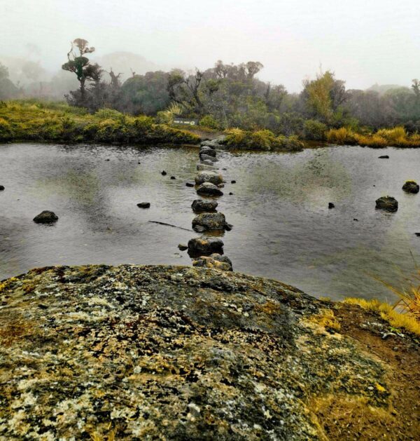 El Paso del Indio, a trail crossing one of the turberas or mire, navigated via a series of rocks allowing for a unique one-by-one jumping experience. In the background, the scenic paramo forest unfolds.