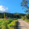 Dirt road leading to mountains in rural Bijagua