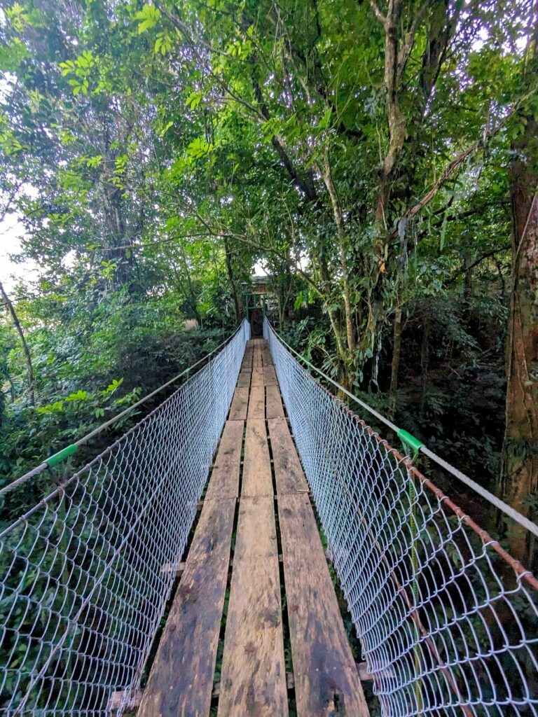 View of hanging bridges in Bijagua's rainforest