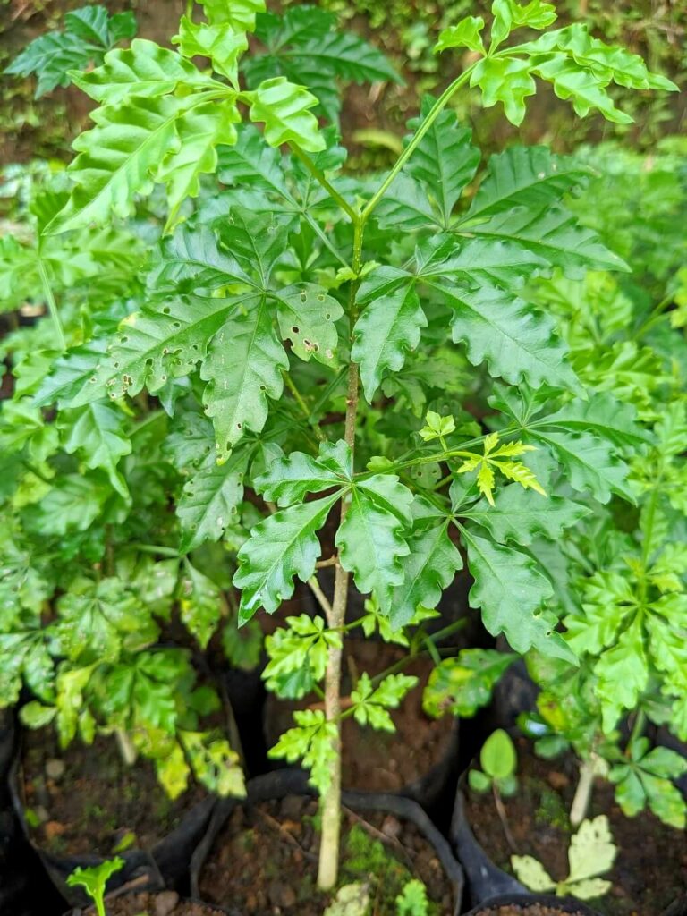 Close-up of Jícaro Danto tree in Tapir Valley nursery, Bijagua, Costa Rica