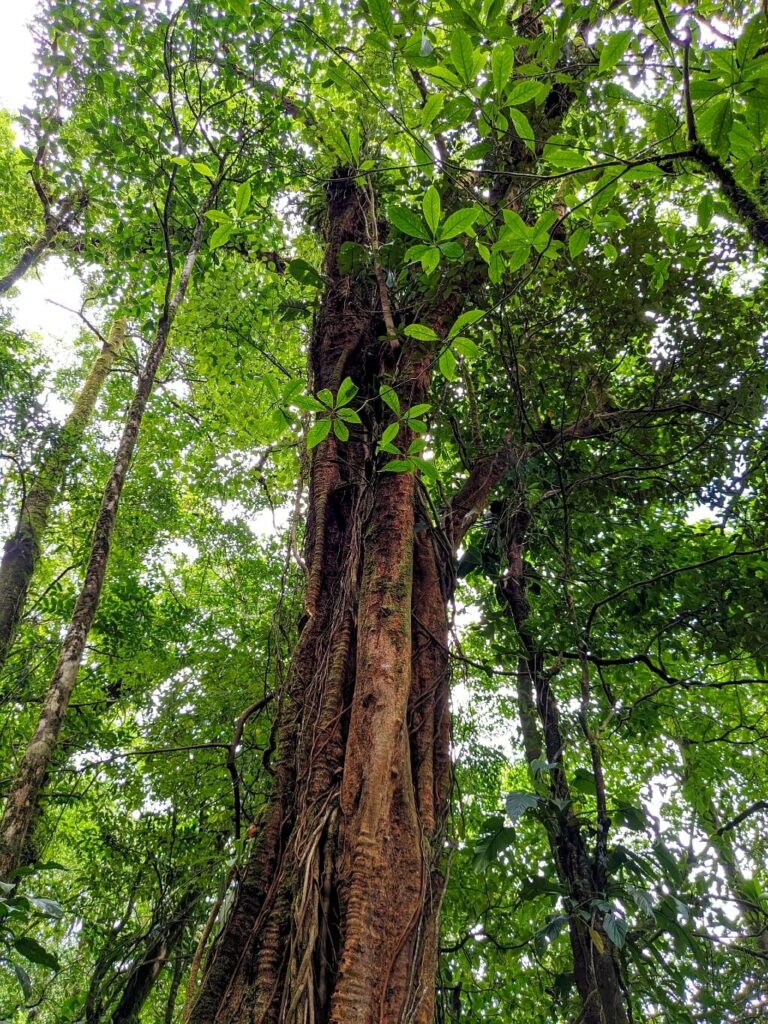 Capturing one of the massive trees in the rainforest, showcasing the diverse plant life in the canopy.