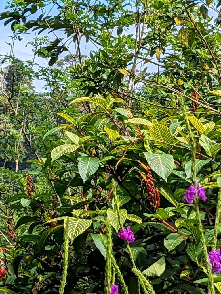 Ornamental plants flourishing alongside the trail in Tapir Valley, Bijagua, Costa Rica.