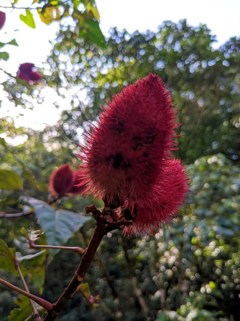 Vibrant red achiote (Bixa orellana) fruit stems from a branch at the beginning of a rainforest trail in the Tapir Valley Reserve, Costa Rica.