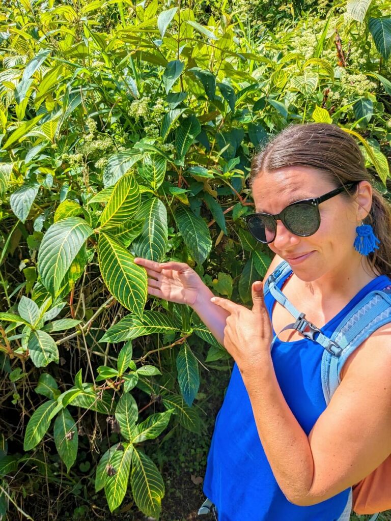 Traveler points at a vibrant Sanchezia (Sanchezia speciosa) bush growing wild in the rainforest near an entrance trail. Lush green foliage surrounds them.