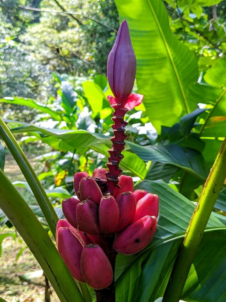 Close-up of a vibrant Musa Velutina plant adorning a rainforest trail, showcasing its colorful leaves, unique flower stalks, and edible fruit.