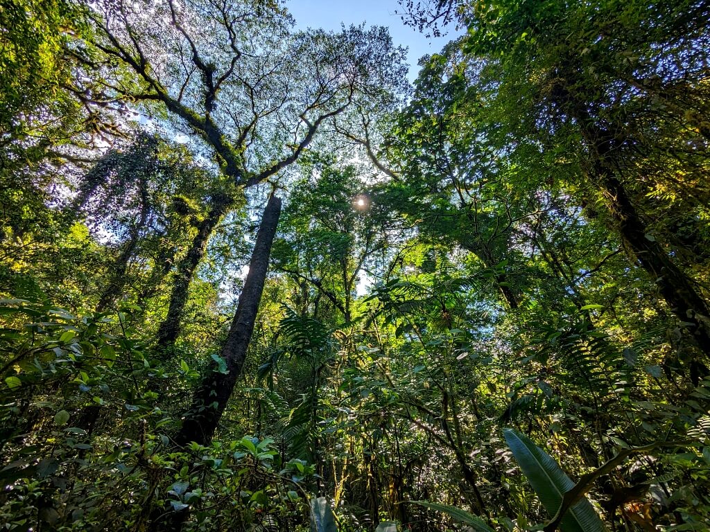 Rainforest layers revealed! From ground-level ferns to towering canopy giants, sunlight filters through diverse foliage in the Bijagua rainforest, Costa Rica.