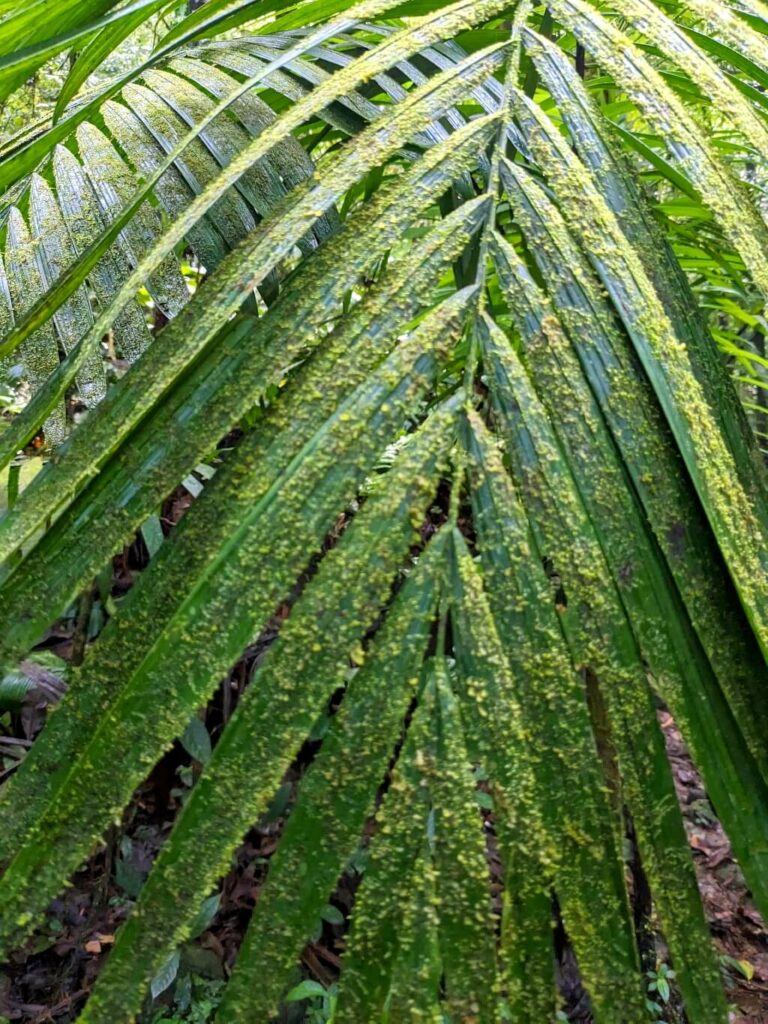 Large, vibrant green palm leaf fills the frame, blocking the view of the Bijagua rainforest, creating a sense of mystery and intrigue.