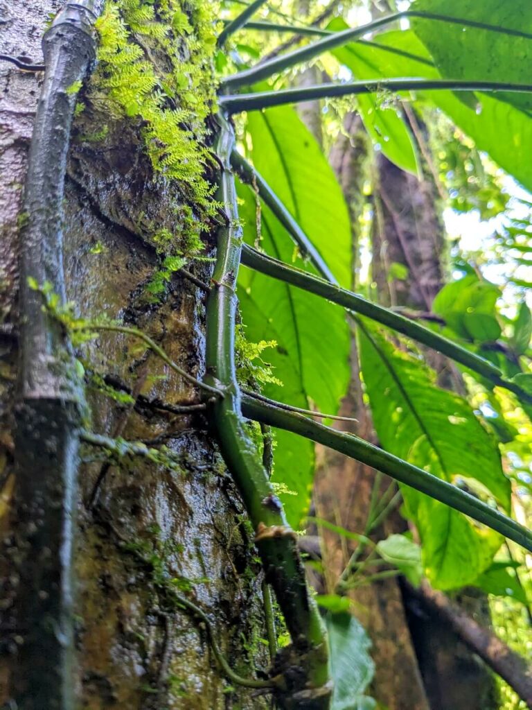 Understory layer of a rainforest with climbing plants clinging to mossy tree trunks, seeking sunlight amidst the dense canopy.