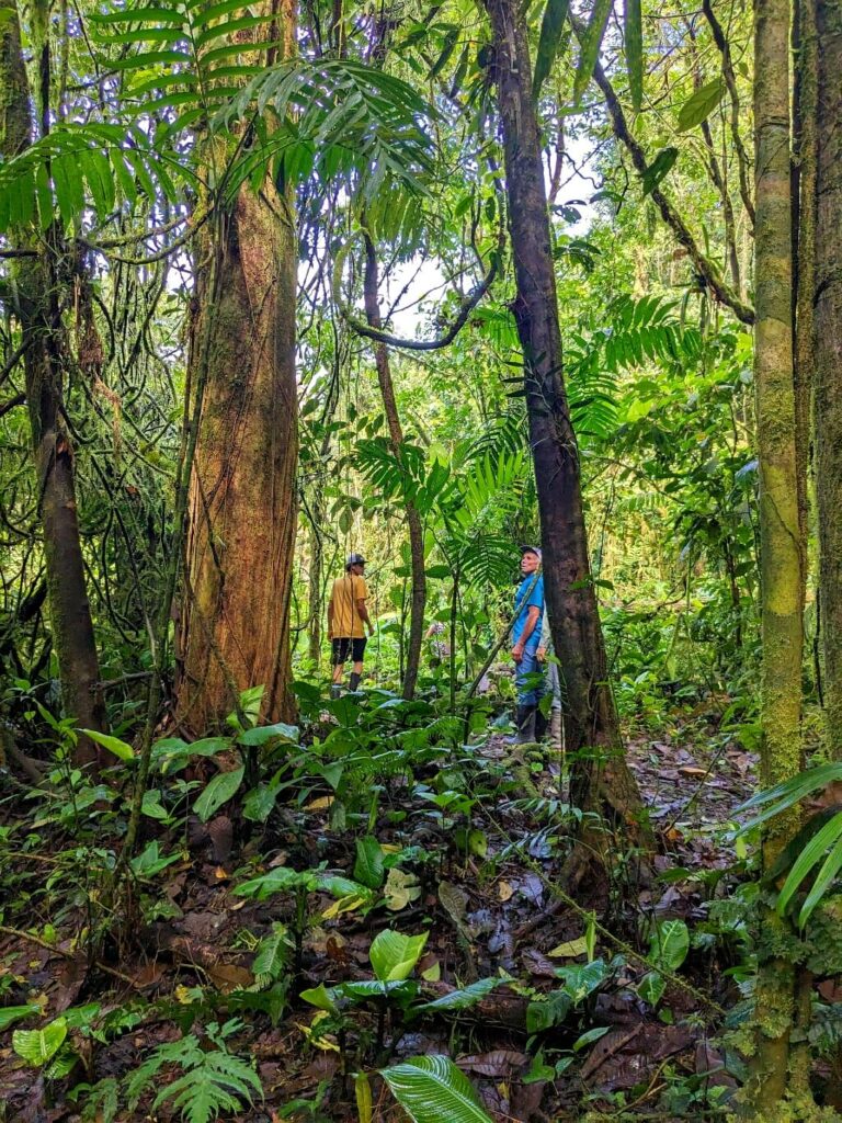 Image showcasing the forest floor with fallen leaves, twigs, and decaying organic matter, along with the understory layer featuring shrubs, ferns, and young trees growing beneath the dense canopy of a rainforest