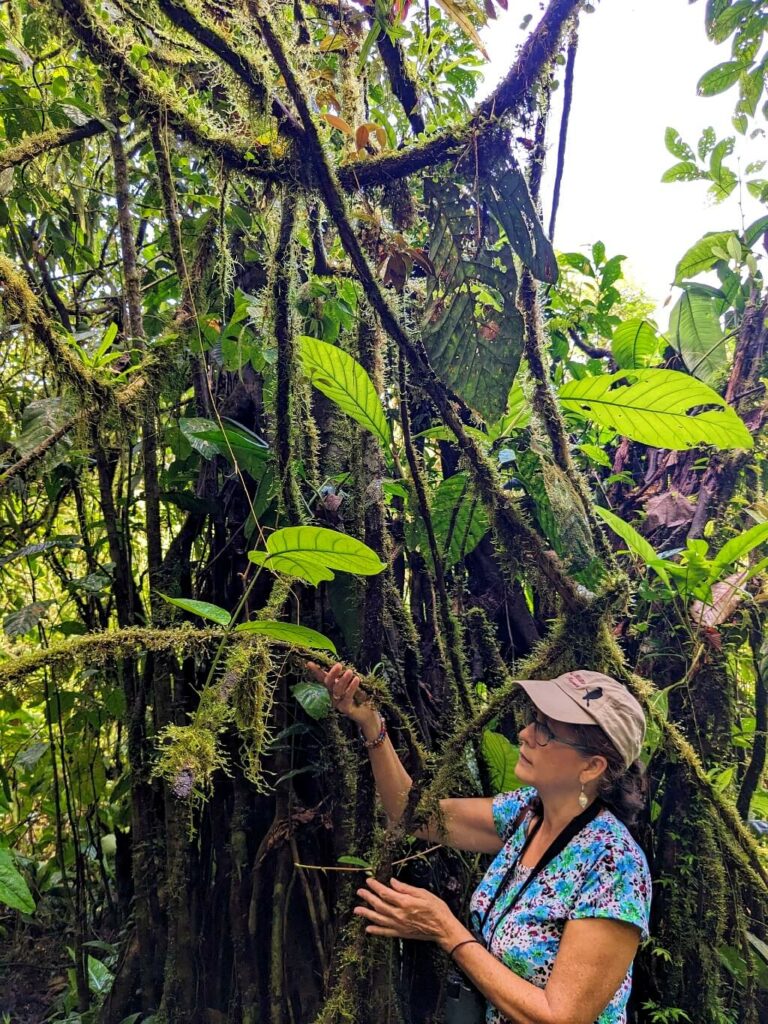 Traveler in hat and holding binoculars explores a network of vines and branches along a rainforest trail in Costa Rica, near Tenorio Volcano National Park.