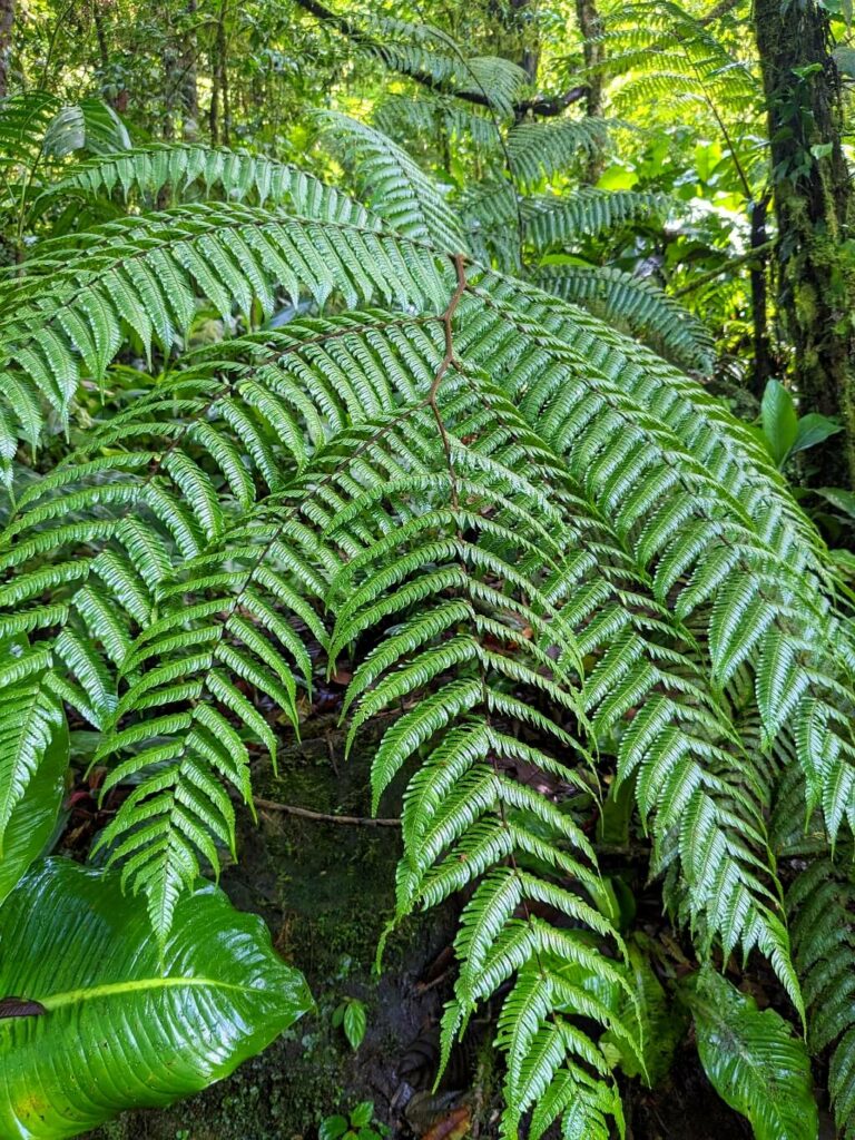 Large, vibrant green fern dominates the foreground of a rainforest floor, with arborescent ferns and dense tropical foliage in the background.