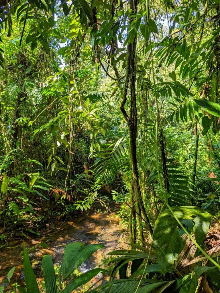 Small stream meanders through lush rainforest foliage in a private reserve near Tenorio Volcano National Park, Costa Rica. Diverse tropical plants showcase the rainforest's rich biodiversity.