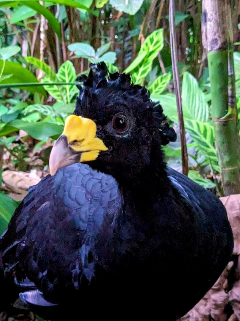 Great curassow (Crax rubra) with black feathers and a yellow beak foraging on the forest floor in the lush rainforest of Bijagua, Costa Rica.