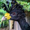 Close-up photo of a great curassow (Crax rubra) head, showcasing its black feathers, yellow beak, and distinctive curly crest. This large bird is native to Neotropical rainforests.