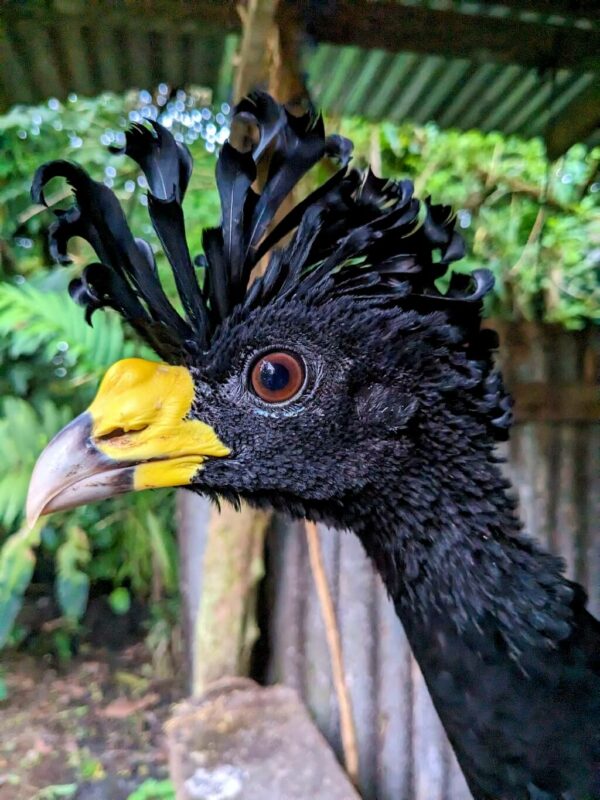 Close-up photo of a great curassow (Crax rubra) head, showcasing its black feathers, yellow beak, and distinctive curly crest. This large bird is native to Neotropical rainforests.