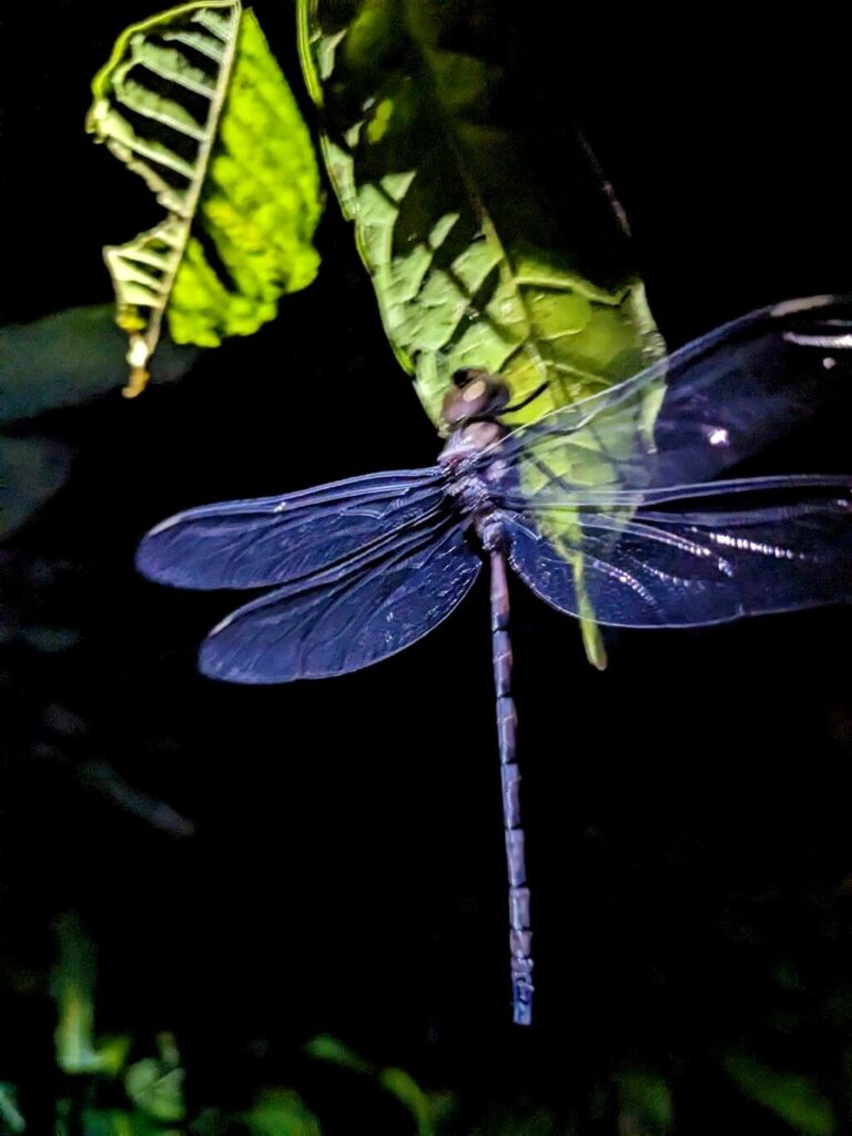 Light blue dragonfly perched on a green leaf at night, photographed during a rainforest tour in Bijagua, near Tenorio Volcano National Park, Costa Rica.